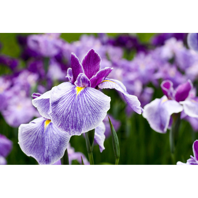 Iris Flowers - Wrapped Canvas Print, 61cm H x 91cm W x 3.8cm D
