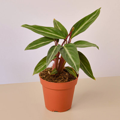 House Plant Shop Live Foliage Plant