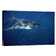 Bless international Great White Shark Swimming Underwater, Neptune ...