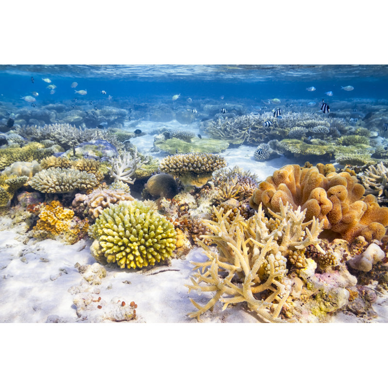 Coral Reef Garden by Cinoby - No Frame Print on Canvas, 30cm H x 46cm W