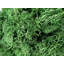 Preserved Moss for Home Décor – Green-1852178088