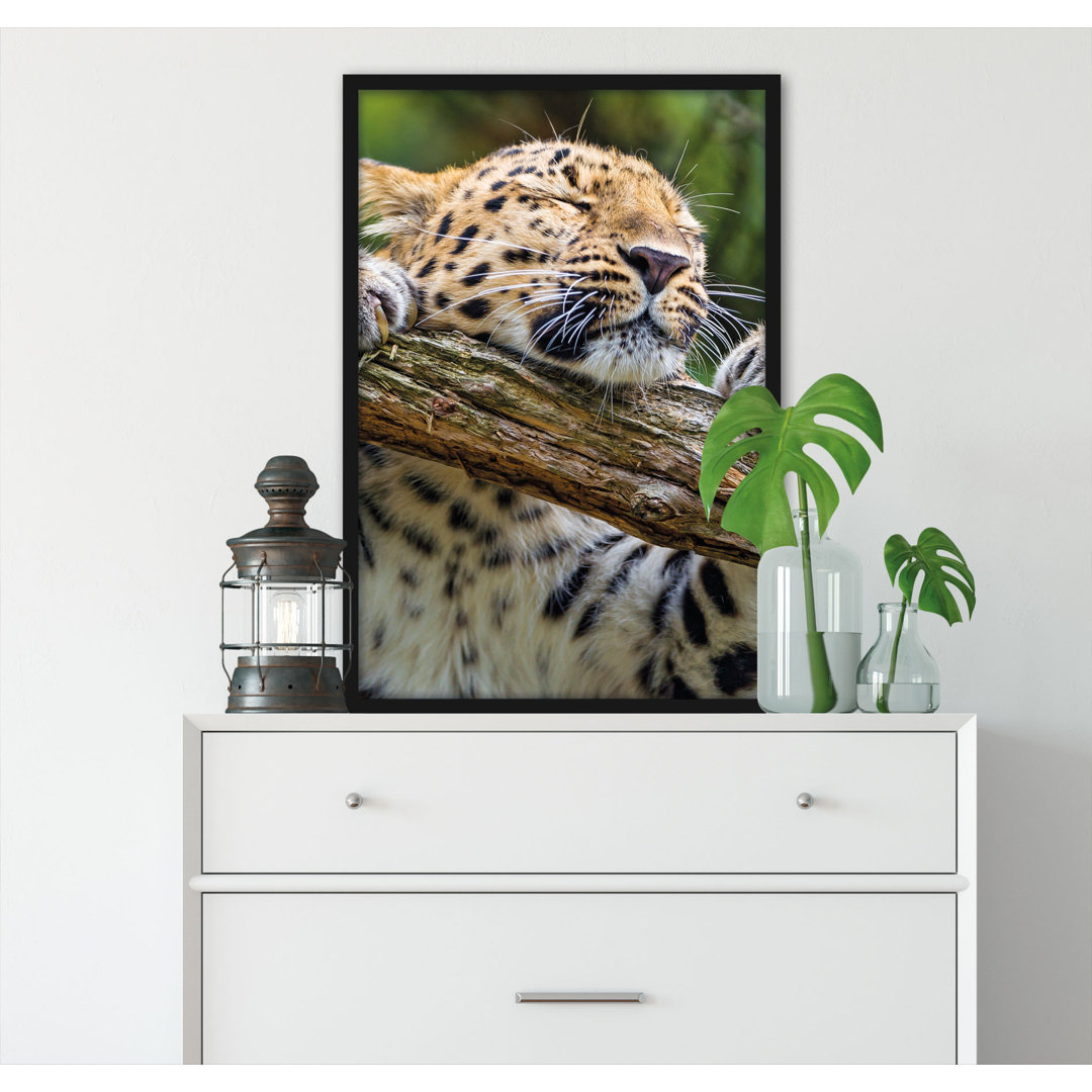 Gerahmtes Foto "Spielerischer Leopard"