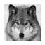 Art sur toile Mircea Costina Wolf-93232036