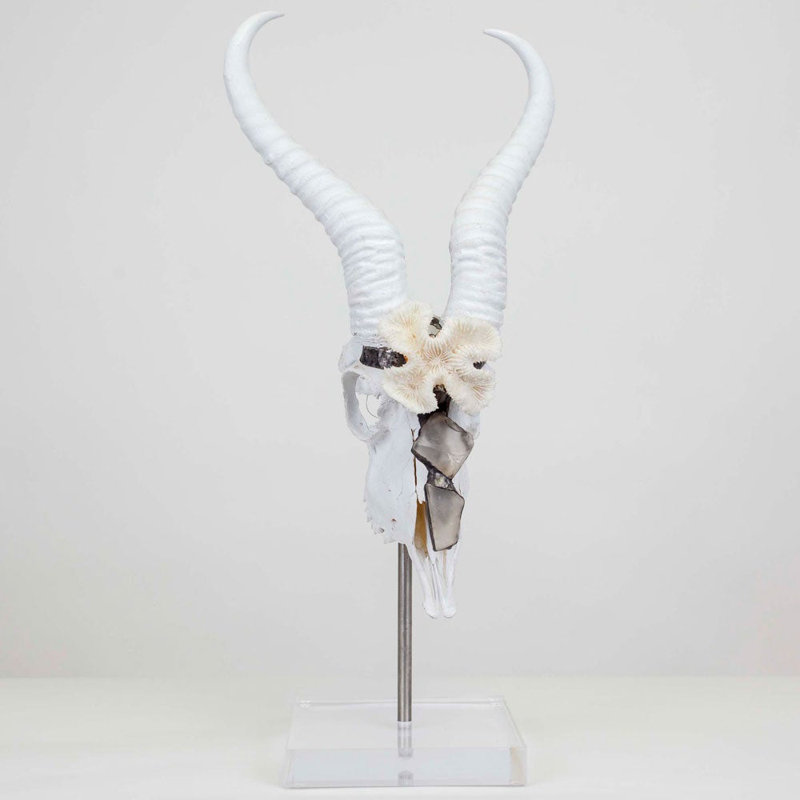 Lowan Springbok Skull with Horns with Coral Mounted Bust