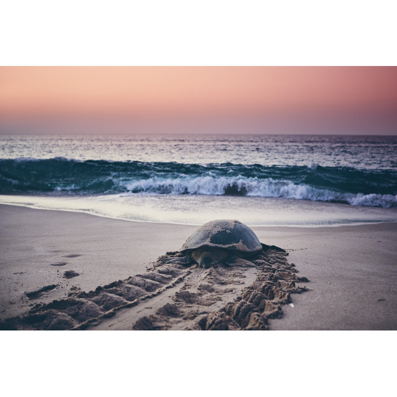 Arndt Turtle Heading to Ocean - Wrapped Canvas Photograph, 30cm H x 46cm W x 3.8cm D