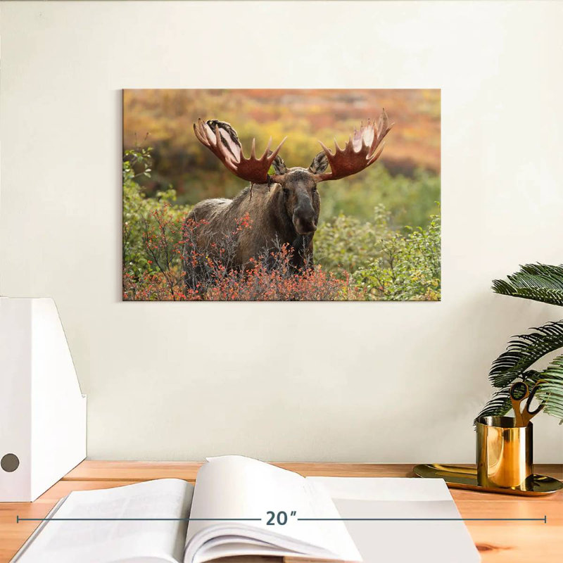 Brampt Denali Bull Moose, 8" H x 12" W