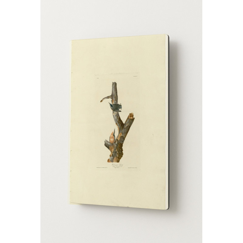 Red-breasted Nuthatch (Plate 105) — Portrait Metal Wall Art, H 20 po x l 16 po