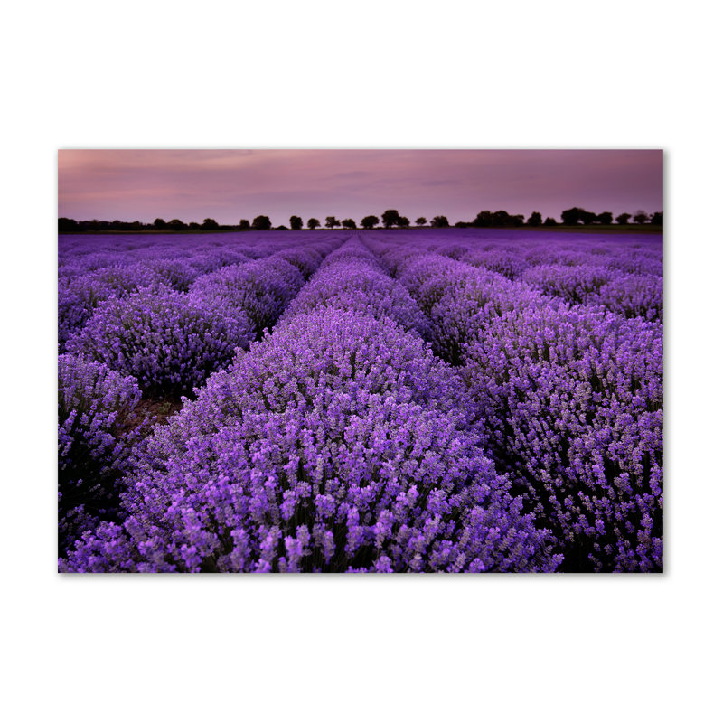 Lavender Field - Wrapped Canvas Print