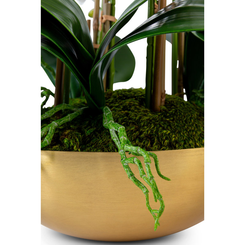 Orchidée dorée Abigail Realtouch, Blanc
