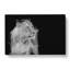 Wild Lioness In Abstract - Wrapped Canvas-55302088