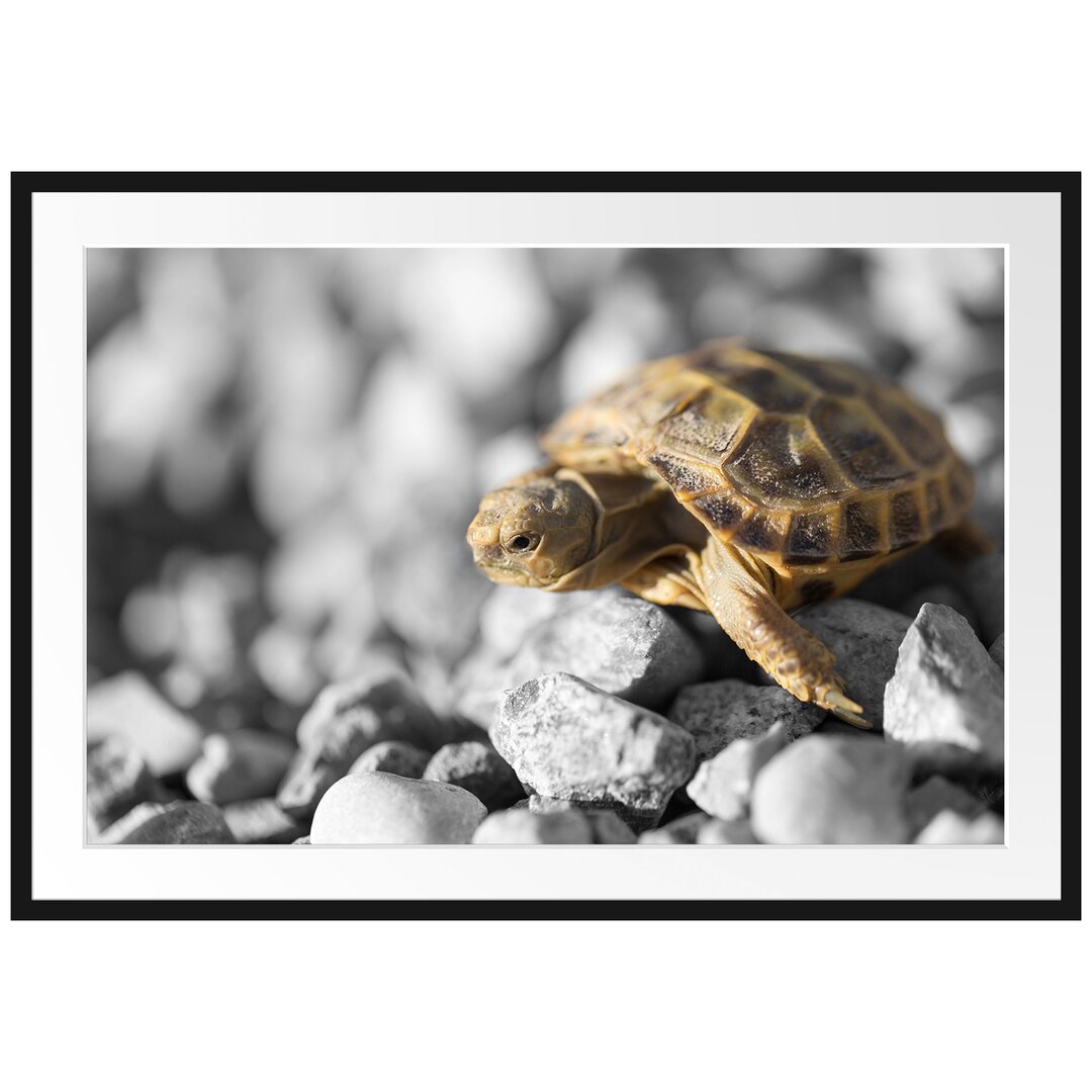 Gerahmtes Poster Süße Schildkröte auf Steinen