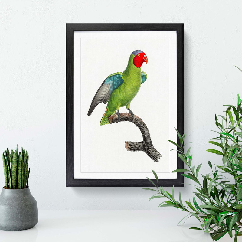 A Red-Cheeked Parrot by F. Levaillant - Single Picture Frame Painting, Black Framed, 63cm H x 45cm W x 2cm D