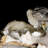 Landscape & Nature Crystal