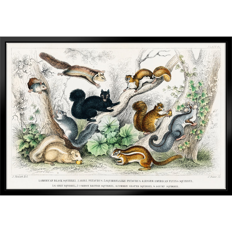 Écureuils variés, giclée sur toile avec cadre flottant, L 14 po x H 11 po