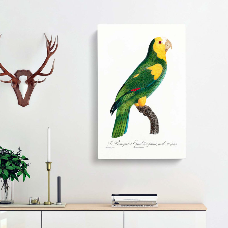 A Yellow-Shouldered Parrot by F. Levaillant - Wrapped Canvas, 50cm H x 35cm W x 3cm D