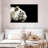 Brampt Curious White Tiger-107682739