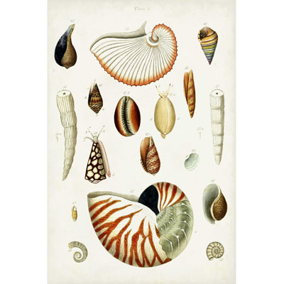 " Antique Shell Collection I "