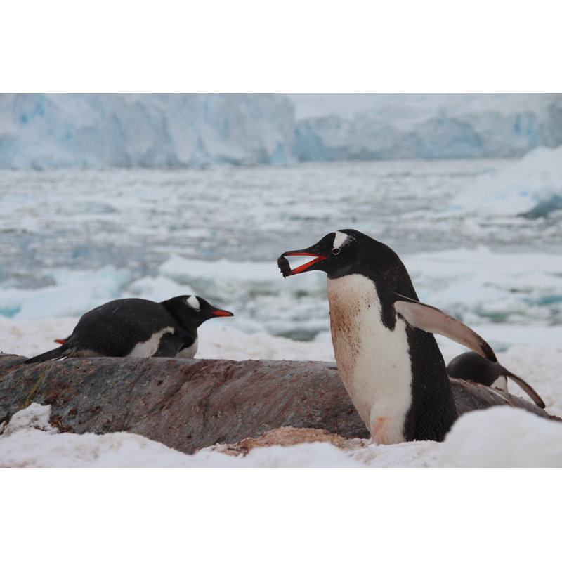 Gentoo Penguins - Wrapped Canvas Print, 30cm H x 46cm W x 3.8cm D