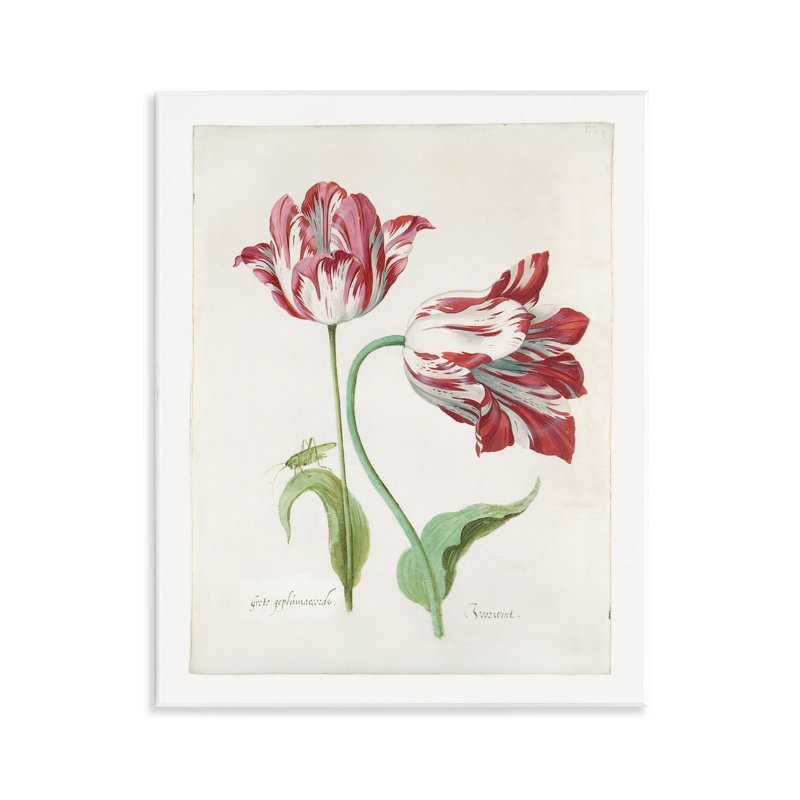 «Classic Tulip Study» par Jacob Marrel