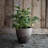 Handmade Pot Planter