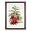 Clianthus Flowers by Sarah Featon - Picture Frame Painting Print-55546037-55546040