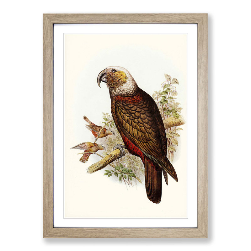 Ka-Ka Parrot by Elizabeth Gould - Picture Frame Graphic Art Print, 36cm H x 27cm W x 2cm D, Oak Framed