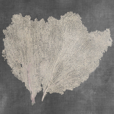 Éventail naturel 4