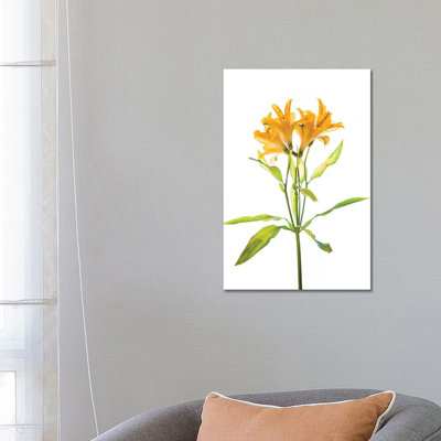 Close-up Of Peruvian Lily Flowers - Wrapped Canvas Painting