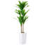 147cm Plant
