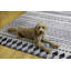 Tapis intérieur / extérieur ivoire / bleu Kivett-594646917