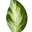 The Holiday Aisle®, plante hôte artificielle-275941827