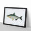 Vimba Carp Fish by George Shaw - Framed Print-55641077-55641085