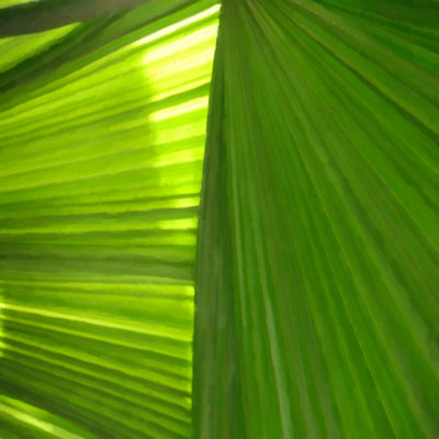 Palmiers 2