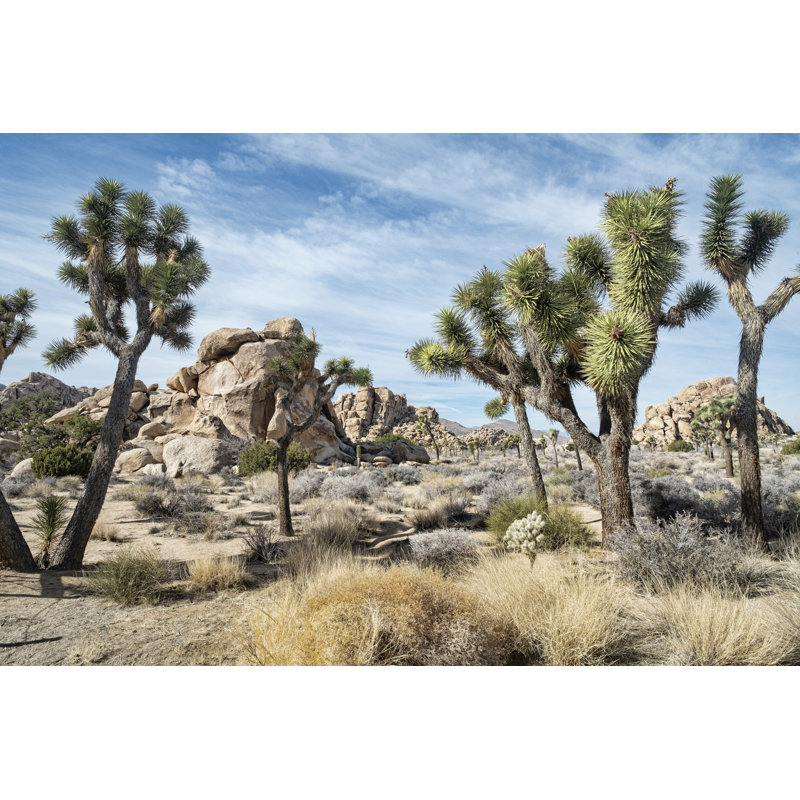 Joshua Tree National Park by Dougall_Photography - Wrapped Canvas Print, 81cm H x 122cm W x 3.8cm D