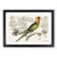 Parrot of Carolina by Mark Catesby - Picture Frame Painting Print-55737283-55737285
