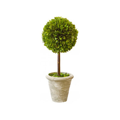 Topiary in Ceramic Pot