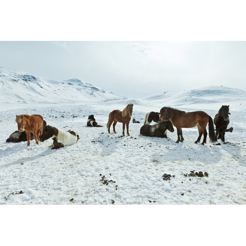 Icelandic Horses In Winter by Klikk - Wrapped Canvas Print, 30cm H x 46cm W x 3.8cm D