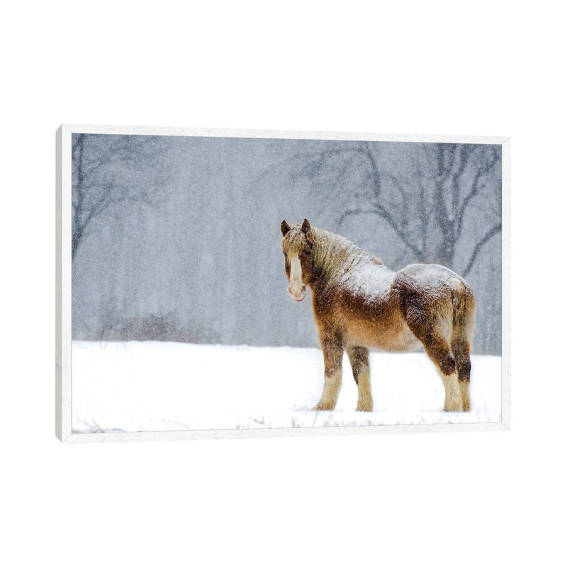 Belgian Snow II by David Gardiner - Print on Canvas, White Framed, 66.04 cm H x 45.72 cm W