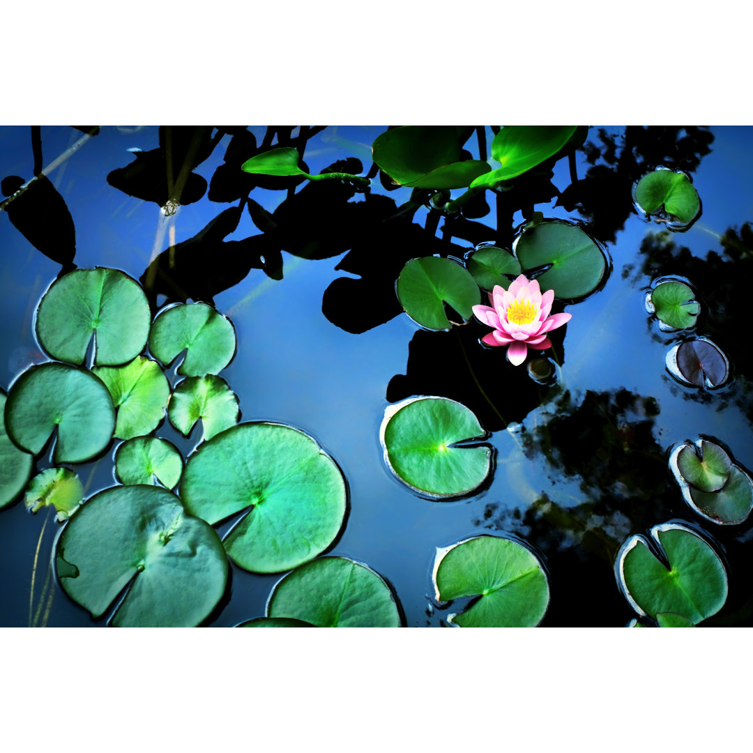 Leinwandbild Lotus Flower