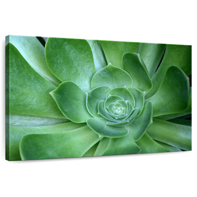 Plantes grasses simples