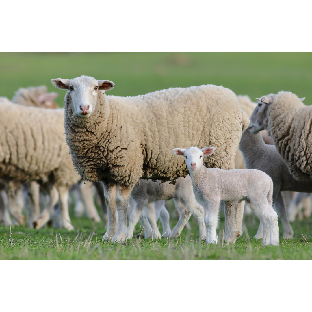 Sheep And Her Lamb - Wrapped Canvas Print