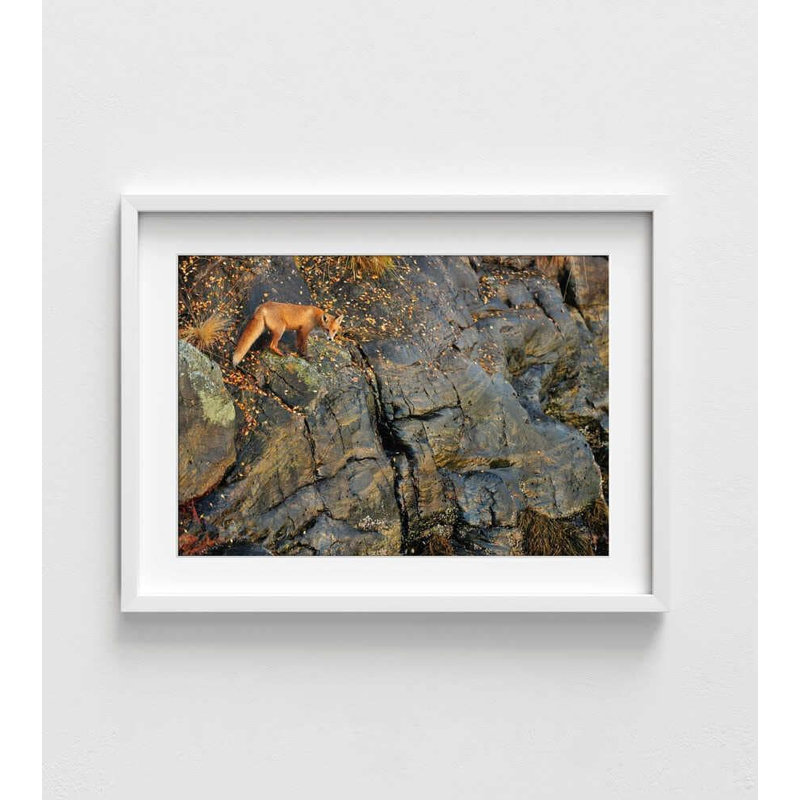 Reproduction d'art «Fox on the Rocks»: Paysage d'automne, encadré ou non, H 8 po x l 10 po, Blanc