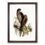 Australian Goshawks by Elizabeth Gould - Framed Print-55457020-55457021