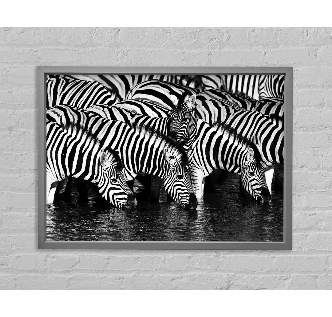 Zebra Drinking - Einzelner Bilderrahmen Kunstdrucke auf Leinwand