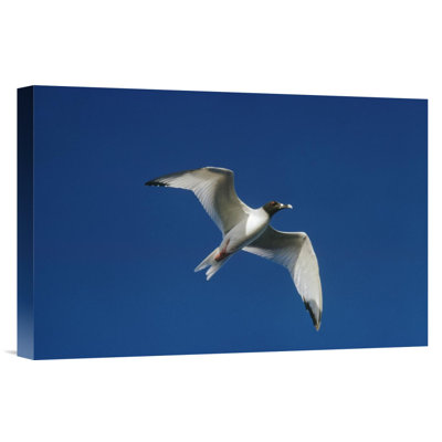 " Swallow-Tailed Gull Flying "