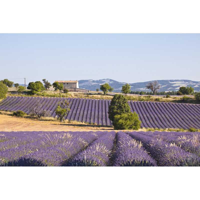 Lavender Field And House - Wrapped Canvas Print, 30cm H x 46cm W x 3.8cm D