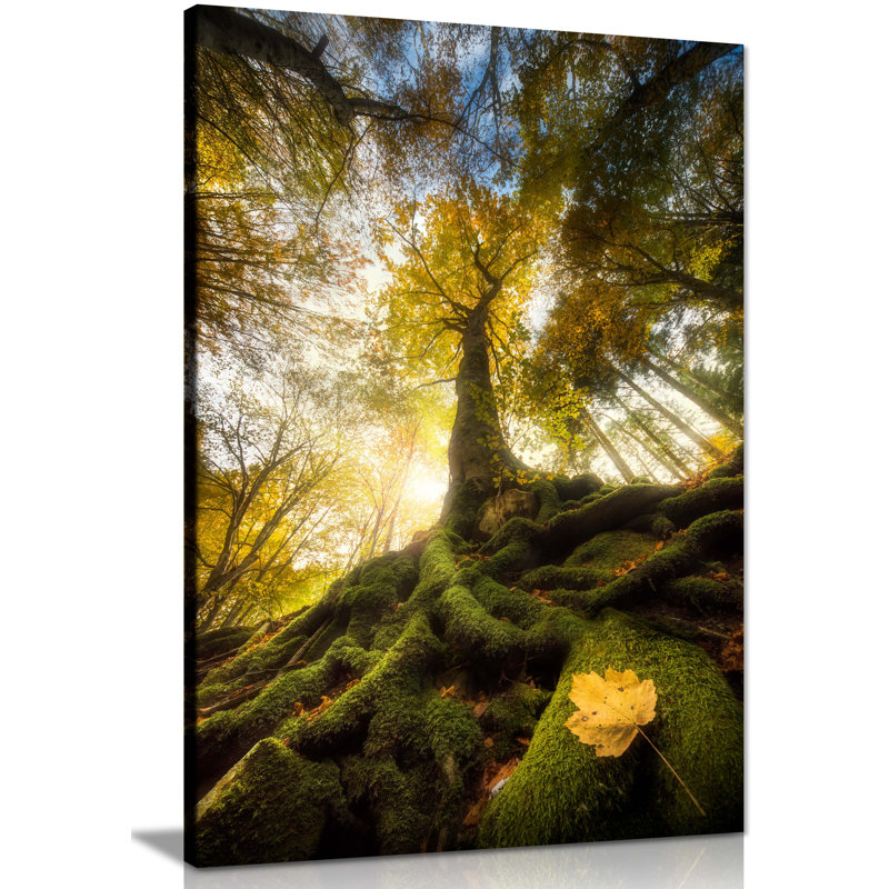 Majestic Trees In Autumn - Wrapped Canvas Print, 31cm H x 20cm W