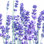Fresh Lavender 1 - Photographie sur toile tendue