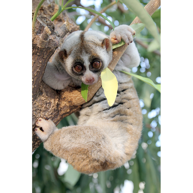 Slow Loris Monkey - Photographie sur toile tendue, L 32 po x H 48 po