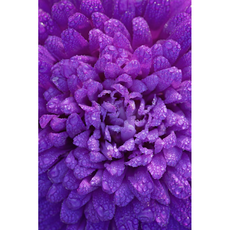 Mauve mauve - photographie sur toile tendue, H 18 po x l 12 po